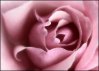 Rose.jpg