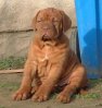 Dogue de bordeaux.jpg