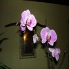DSC00559.JPG