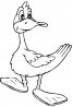 canard_a.jpg