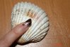 DSC08572.jpg