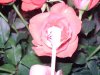rose.jpg