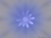 Flower.jpg