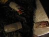 IMG_0052.jpg
