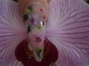 DSC02130.jpg