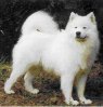 QR_samoyede.jpg