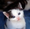chatons11he8.jpg