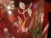 DSC02156.jpg