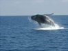 ballena à la baie de samana.jpg