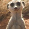 Suricate