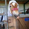 Licorne76