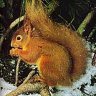 MissEcureuil31