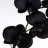 orchidée-noire